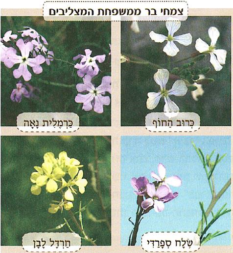 (בספר איור של נוגה ושביט משוחחים)